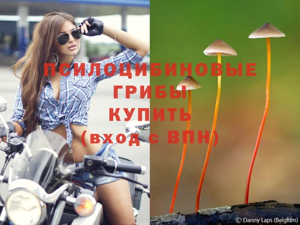 гашик Магас